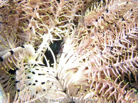 Black Spotted Egg Cowries - Calpurnus verrucosus & Smooth... by Hansruedi Wuersten 