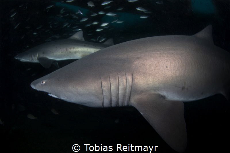 Sand tiger sharks on the Aeolus wreck, North Carolina by Tobias Reitmayr 