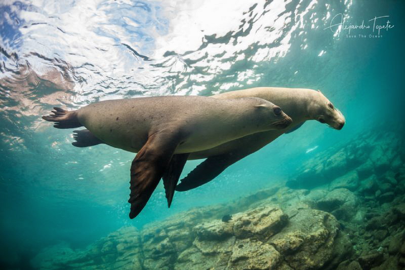 Sea lions in Green, Los Islotes de La Paz by Alejandro Topete 