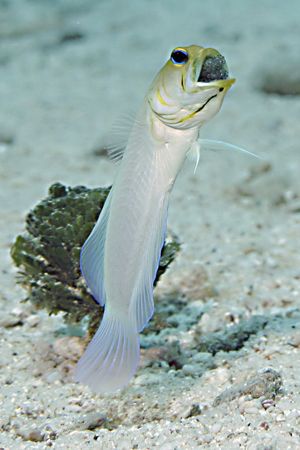 brooding Yellow Head Jawfish by Adam Laverty 