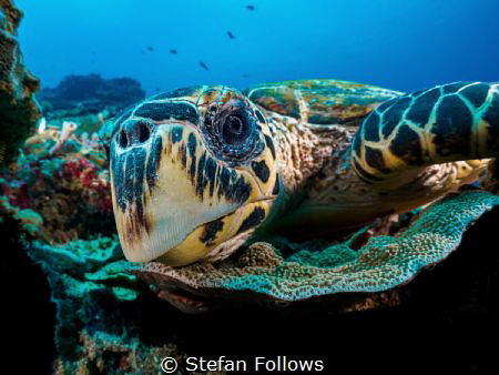 Oi you, it's Friday!

Hawksbill Turtle - Eretmochelys i... by Stefan Follows 