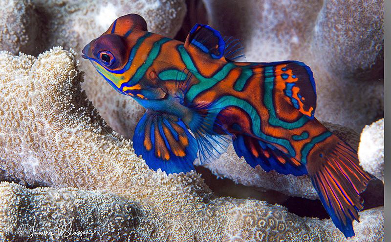 Mandarinfish/Photographed with a Canon 60 mm macro lens a... by Laurie Slawson 