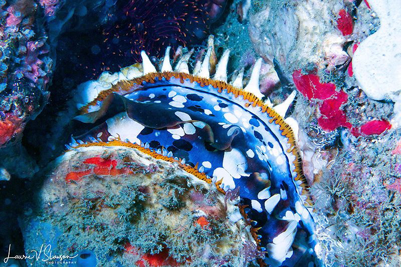Thorny Oyster/Photographed with a Canon 60 mm macro lens ... by Laurie Slawson 