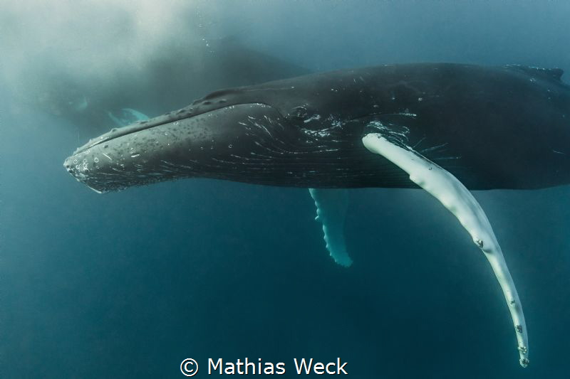 Humpback Whale by Mathias Weck 