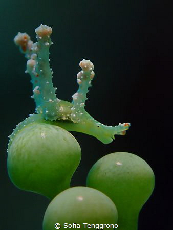 Lobiger viridis - marcher sur des oeufs by Sofia Tenggrono 