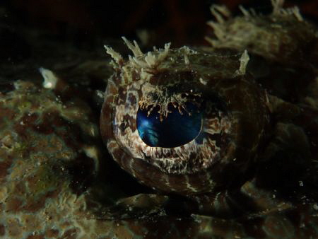 Croc eye by Maxine Hillier 