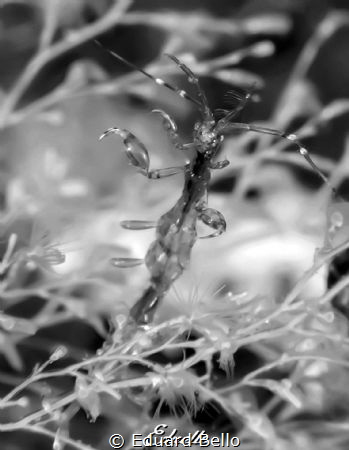 Just a small ghost lobster... by Eduard Bello 