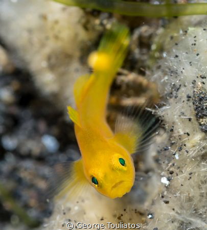 Yellow Goby!!! by George Touliatos 