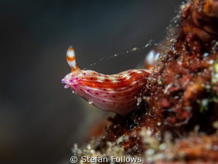 To Boldly Go...!

Nudibranch - Hypselodoris decorata

... by Stefan Follows 