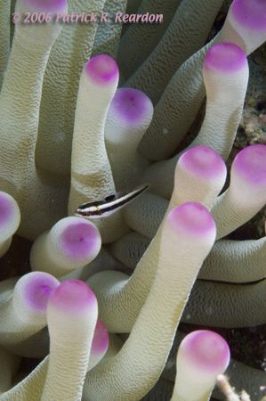 Anemone and fish. The black and white of the fish make a ... by Patrick Reardon 