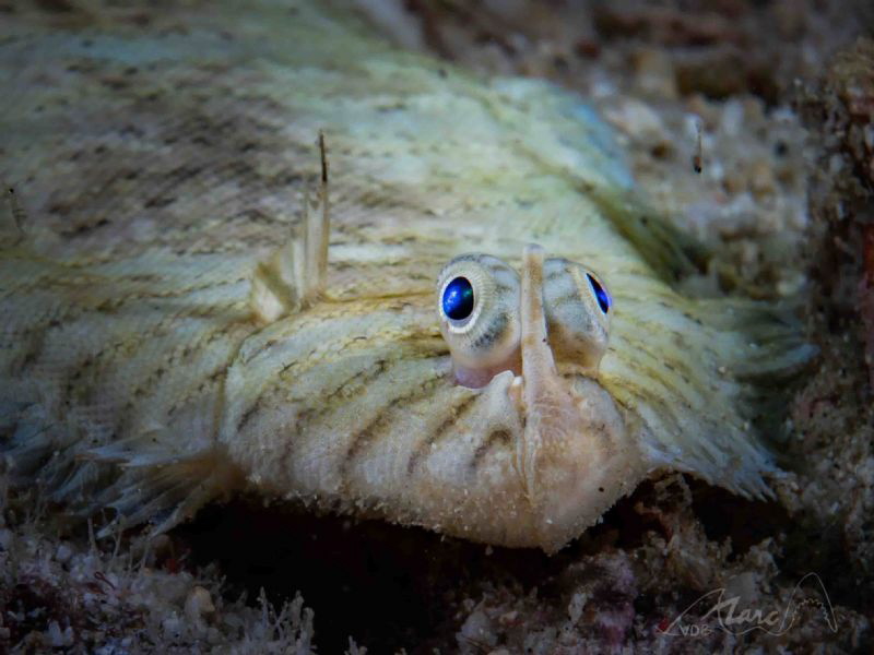 nose between eyes by Marc Van Den Broeck 