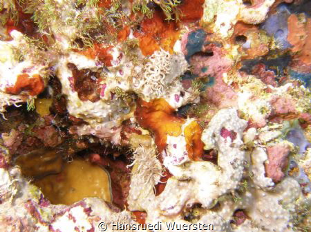 Phyllodesmium briareum by Hansruedi Wuersten 