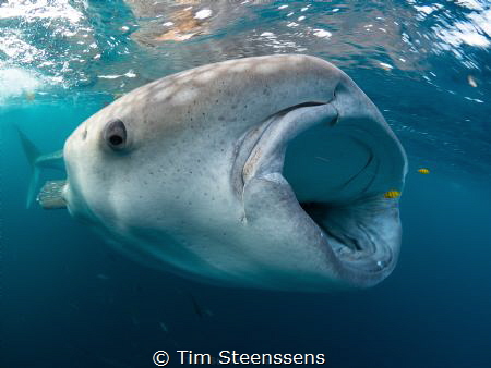Young whaleshark in the Gulf of Tadjoura (Djibouti) by Tim Steenssens 
