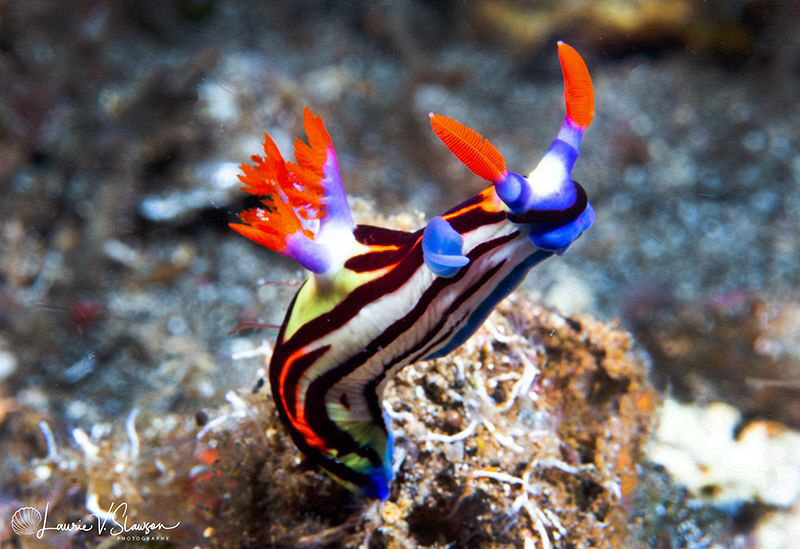 Nembrotha undescribed sp./Photographed with a Canon 60 mm... by Laurie Slawson 