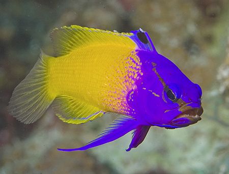 Fairy Basslet. Nikon D100 with 105mm lens. by Jim Chambers 