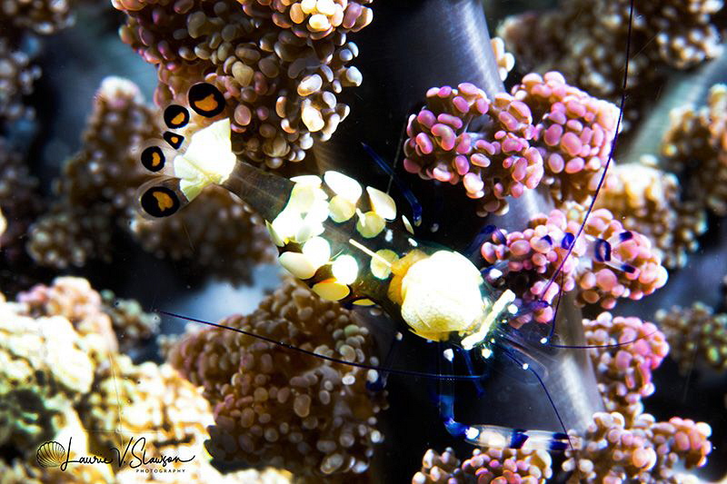 Magnificent anemone shrimp/Photographed with a Canon 60 m... by Laurie Slawson 
