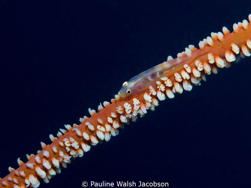Whip Coral Goby, Beqa Lagoon, Fiji by Pauline Walsh Jacobson 