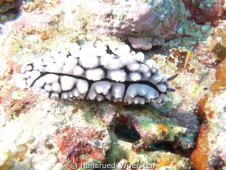 Phyllidiella lizae by Hansruedi Wuersten 