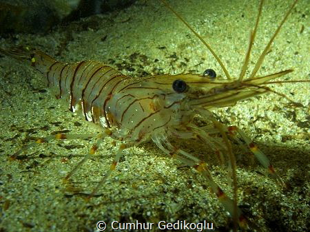 Palaemon elegans
Grass Prawn by Cumhur Gedikoglu 