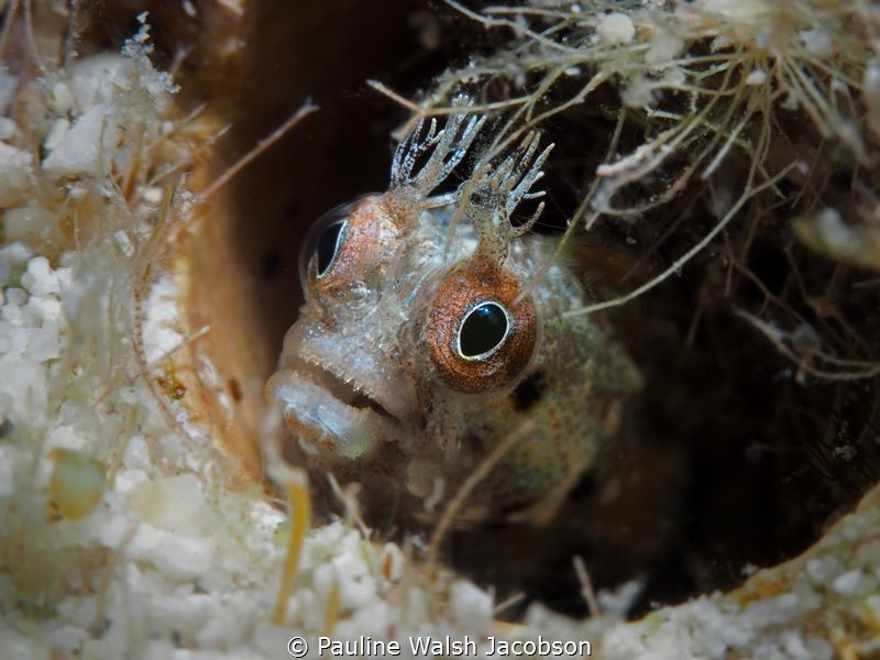 Roughhead Blenny, Lovango Cay, U.S. Virgin Islands by Pauline Walsh Jacobson 