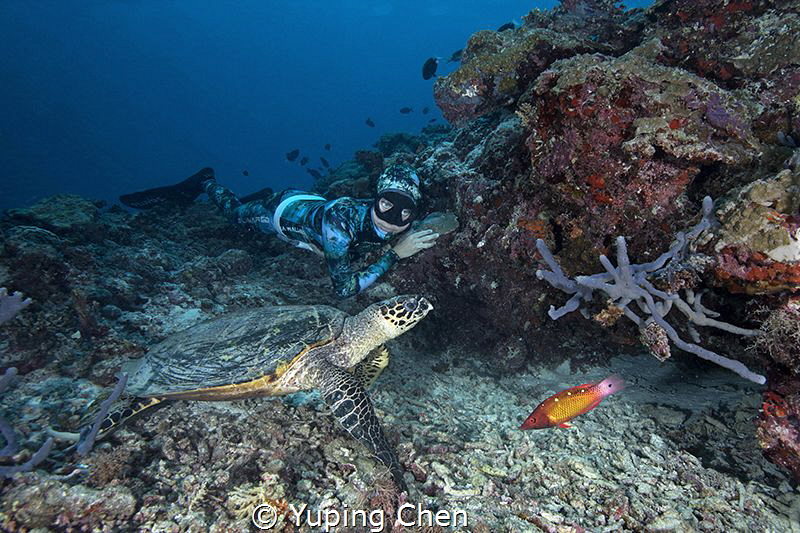 Free diver and Turtle by Yuping Chen 