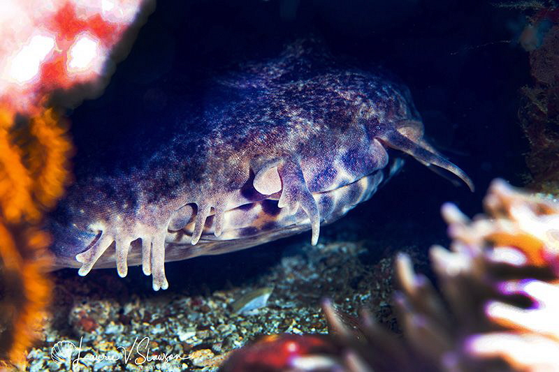 Wobbegong Shark/Photographed with a 60 mm macro lens at A... by Laurie Slawson 
