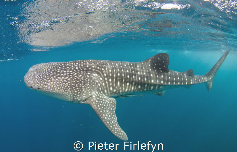 Whaleshark in the gulf of Tadjoura (Red Sea, Djibouti) by Pieter Firlefyn 