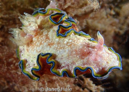 I did not notice the missing rhinophore when I took this ... by Janet Hale 