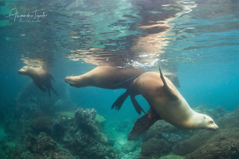 Sea Lions in the shallows, san Rafaelito, La Paz, Mexico by Alejandro Topete 