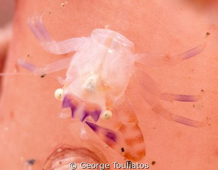 Missing a claw!!! by George Touliatos 