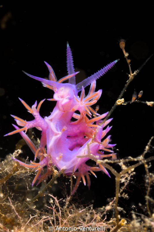nudibranch macro with lens60 mm by Antonio Venturelli 