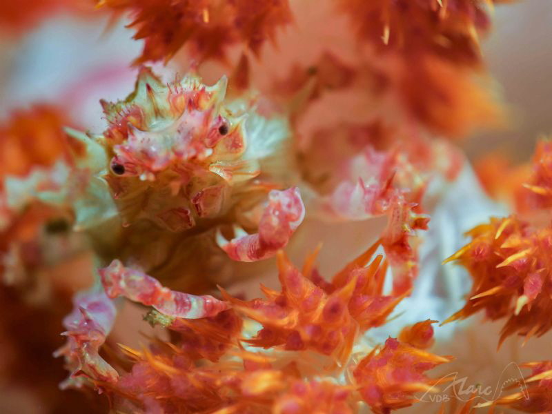 candy by Marc Van Den Broeck 