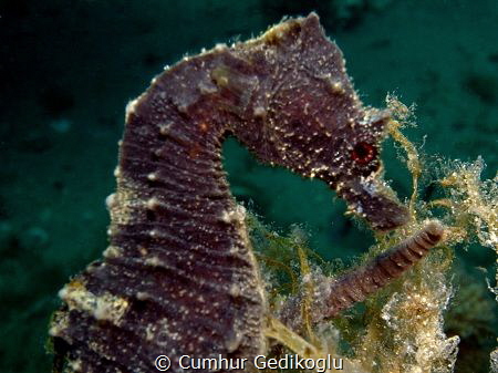 Hippocampus guttulatus by Cumhur Gedikoglu 