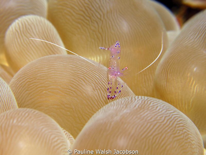 Sarasvati Anemone Shrimp, Lembeh Strait, Indonesia by Pauline Walsh Jacobson 