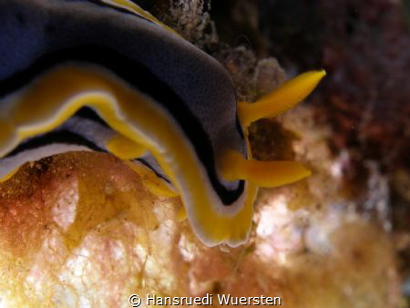 Chromodoris annae by Hansruedi Wuersten 