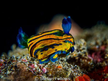 Squats!

Nudibranch - Tambja sp.

Bali, Indonesia by Stefan Follows 