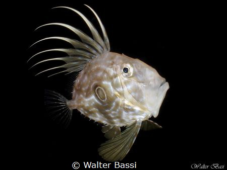 The king by Walter Bassi 