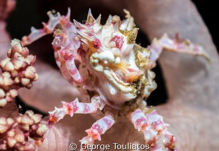 Candy Crab by George Touliatos 