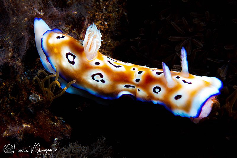 Goniobranchus leopardus/Photographed with a Canon 60 mm m... by Laurie Slawson 