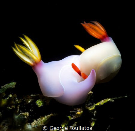 Nudie pair!!! by George Touliatos 