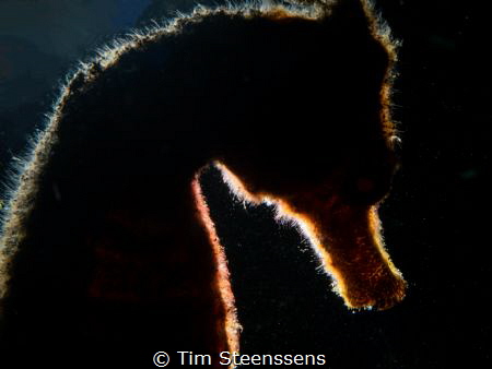 Seahorse - backlit by Tim Steenssens 