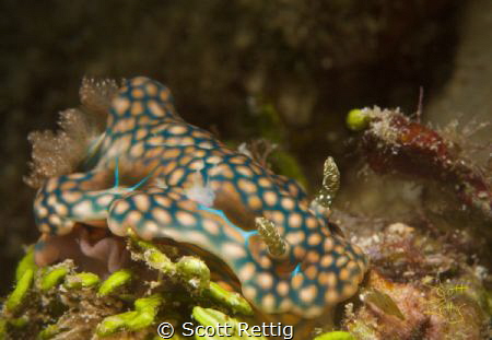 Miamira sinuata sitting on egg clutch by Scott Rettig 
