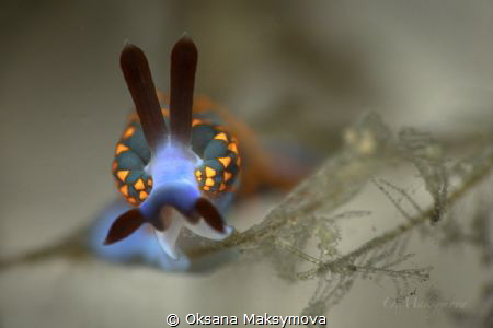 Nudibranch Trinchesia sp. by Oksana Maksymova 