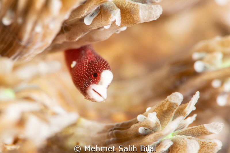 Braun's pughead pipefish. by Mehmet Salih Bilal 