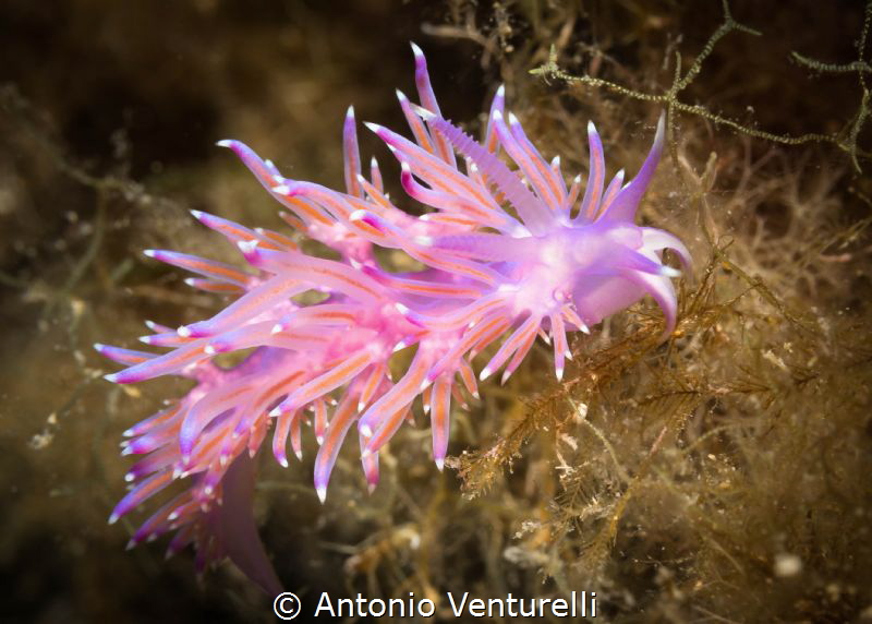 Nudibranch of Mediterranean Sea, Canon lens 60 mm, f/11,t... by Antonio Venturelli 