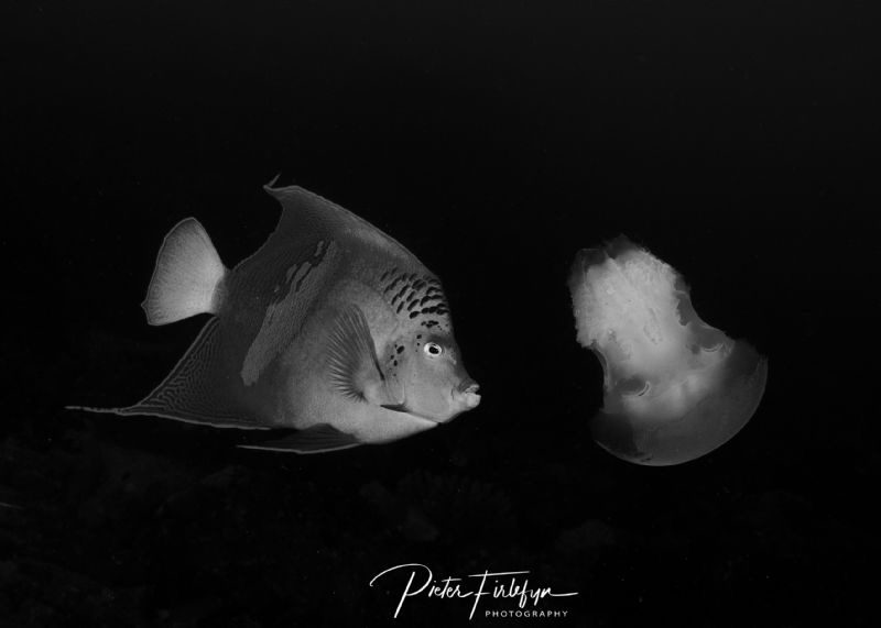Angelfish eating jellyfish by Pieter Firlefyn 