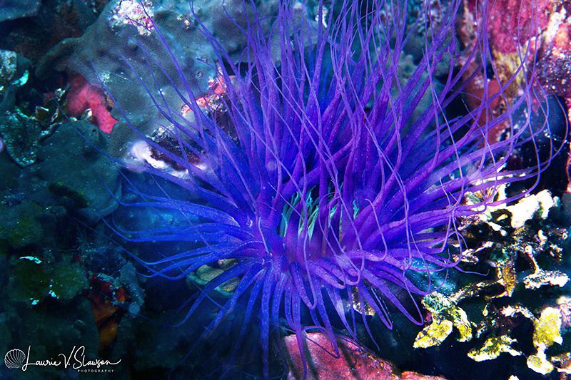 Blue Anemone/Photographed with a Canon 60 mm macro lens a... by Laurie Slawson 