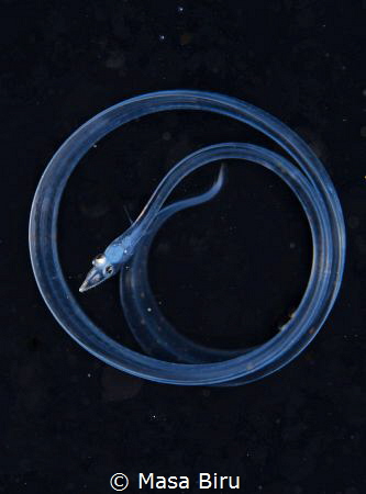 eel by Masa Biru 