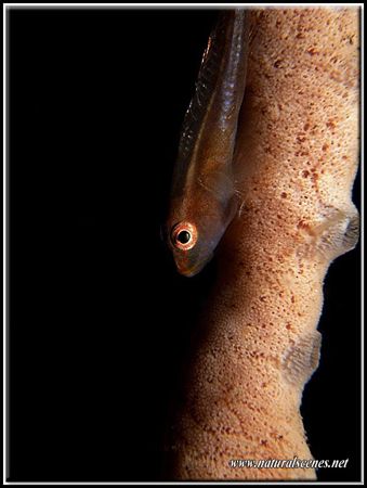 Which way is up??? by Yves Antoniazzo 