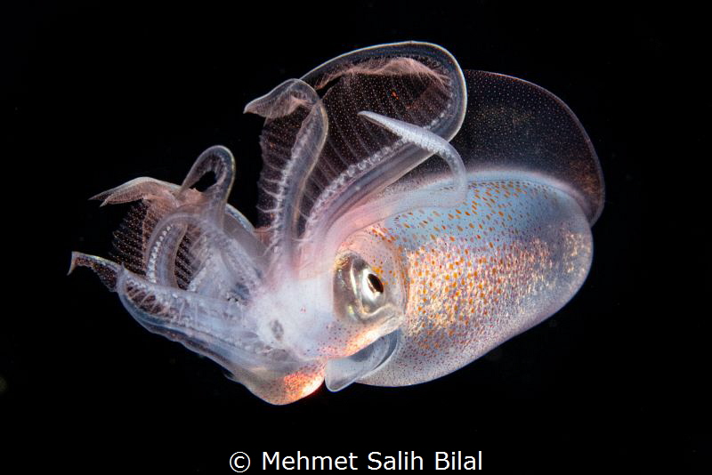 Diamond squid. by Mehmet Salih Bilal 